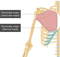 The major muscle in the chest is the pectoralis major. Pectoralis Major Muscle Attachment Action Innervation