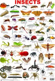 Insects Names Hd Cool 7 Hd Wallpapers English Vocabulary