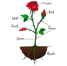 how to draw parts of a rose really
