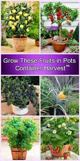 container gardening grow fruits in pots