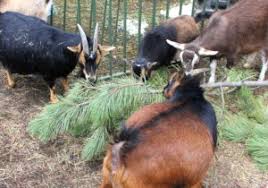 goats toy ideas falcone family