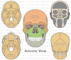 The medial and superior regions of the gyrus primarily control muscles of the Human Skull Getbodysmart Com Human Skull Anatomy Skull Anatomy Skull And Bones