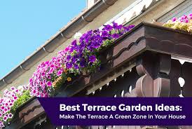 Best Terrace Gardening Ideas In Kerala