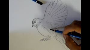 how to draw bird flying you