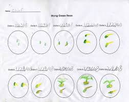 Bean Growth Chart Kindergarten By Earthprints Via Flickr