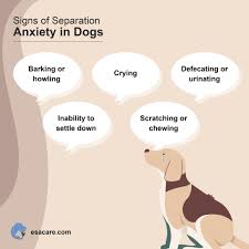 relieve separation anxiety in dogs