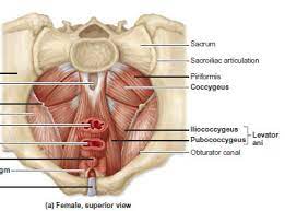 muscles of the pelvic floor flashcards