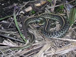Blue or yellow stripes pop against the dark olive or black body, and red bars line the sides of the body. Common Gartersnake
