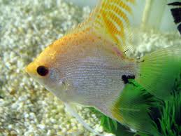 Are Angelfish Okay To Mix With Goldfish Pets
