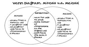 Transcribed image text from this question. Image Result For Meiosis Worksheet Answer Key Mitosis Meiosis Mitosis Vs Meiosis Mitosis