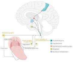 cranial nerve palsies knowledge amboss