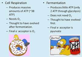 The Similarities And Differences Between Cellular Respiration And Fermentation gambar png