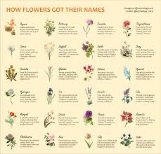 Botanic names and their common name equivalent. I Made A Guide Explaining How Flowers Got Their Names Coolguides