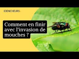invasion de mouches les astuces