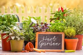 Growing Herbs How To Plant And Grow