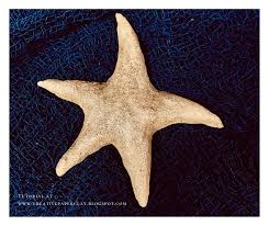 A Starfish Wall Hanging Made With