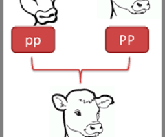 bovine terminology flashcards quizlet