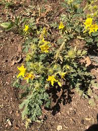 No, all weeds come from the kingdom of plants and all weeds will produce flowers (or equivalent reproductive organs). Identify This Weed Larimer County