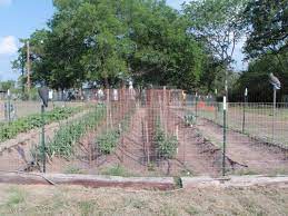 Insert a tomato cage over the plant you need to protect or surround the plant with two to four stakes. Keeping Free Range Chickens Out Of The Garden Backyard Chickens Learn How To Raise Chickens