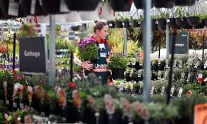 They add street appeal to front yards without blocking a homeowner's view. Bunnings Hack To Score You Free Plants Shoppers S Haul For Propagation Kidspot