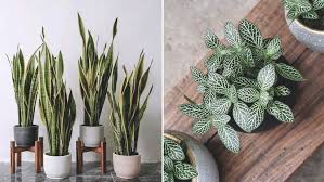 Low Light Indoor Plants