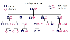 72 Rational Kinship Family Tree