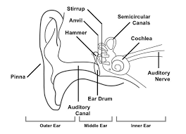 1 Diagram Showing The Structure Of The Human Ear Detailing