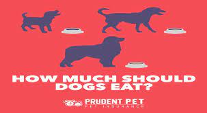 We did not find results for: How Much To Feed Your Dog Prudent Pet Insurance