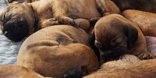How To Care For Newborn Puppies Right