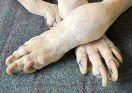 how long should dog nails be whole
