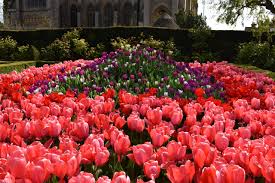 arundel castle s tulip festival