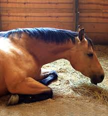 Horse Bedding Coco Peat