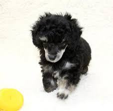 little fuzzy teacup poodles