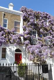 wisteria in london sparkles and shoes