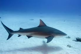 Image result for shark