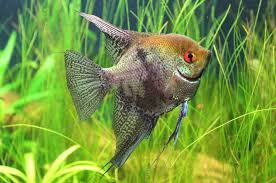 Freshwater Angelfish Care Size Lifespan Tankmates Breeding