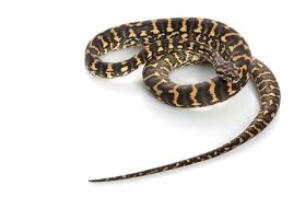 carpet python reptiles