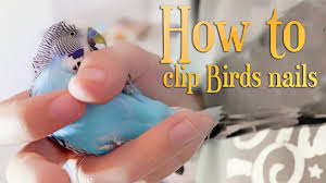 how to clip birds nails mission