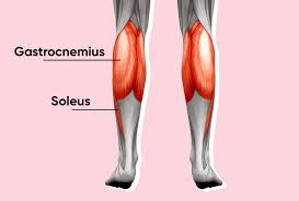 the best calf exercises and lower body