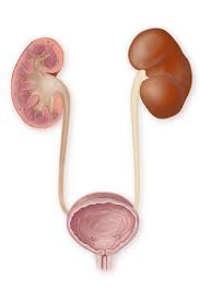 Where are the kidneys located? Kidney Pain Causes Treatment When To Call The Doctor