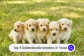 top 9 goldendoodle breeders in texas