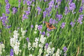 Wann du lavendel pflanzen kannst, welche sorten es gibt und wo du ihn kaufen kannst, liest du hier! Lavendel Lavandula Angustifolia Pflanzen Pflege Anleitung