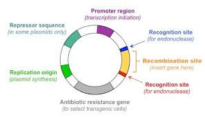 Gene Transfer Bioninja