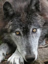 RÃ©sultat de recherche d'images pour "loups"