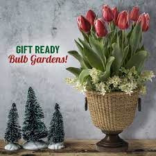 give the gift of blooming bulbs bulb