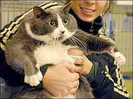Humane society cats are also available at petsmart locations across pierce county. Gigantic Cat Up For Adoption Kval