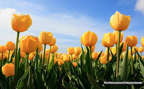 beautiful tulip flowers background from