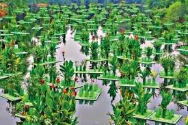 delhi how green is my lake that