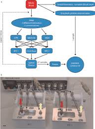 Interleukin Adsorption Study A Flow Chart Of The
