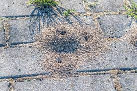 get rid of ants under your brick patio
